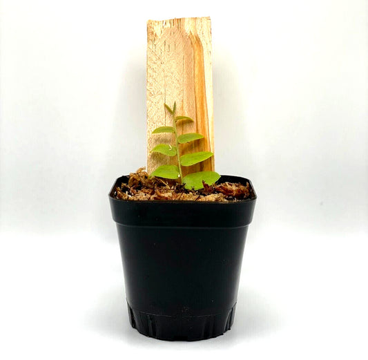 Marcgravia rectiflora (2.5" Pot) / Live Terrarium Plant / Rare Plant
