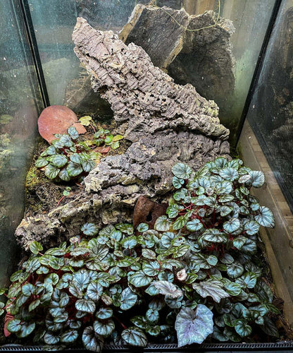 Begonia peridot Plant (FRESH STEM CUTTING) Dart Frog Vivarium / Terrarium Plant