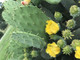 Spineless Prickly Pear Cactus "Cacanapa Ellisiana" (1 PAD) - WINTER HARDY CACTUS