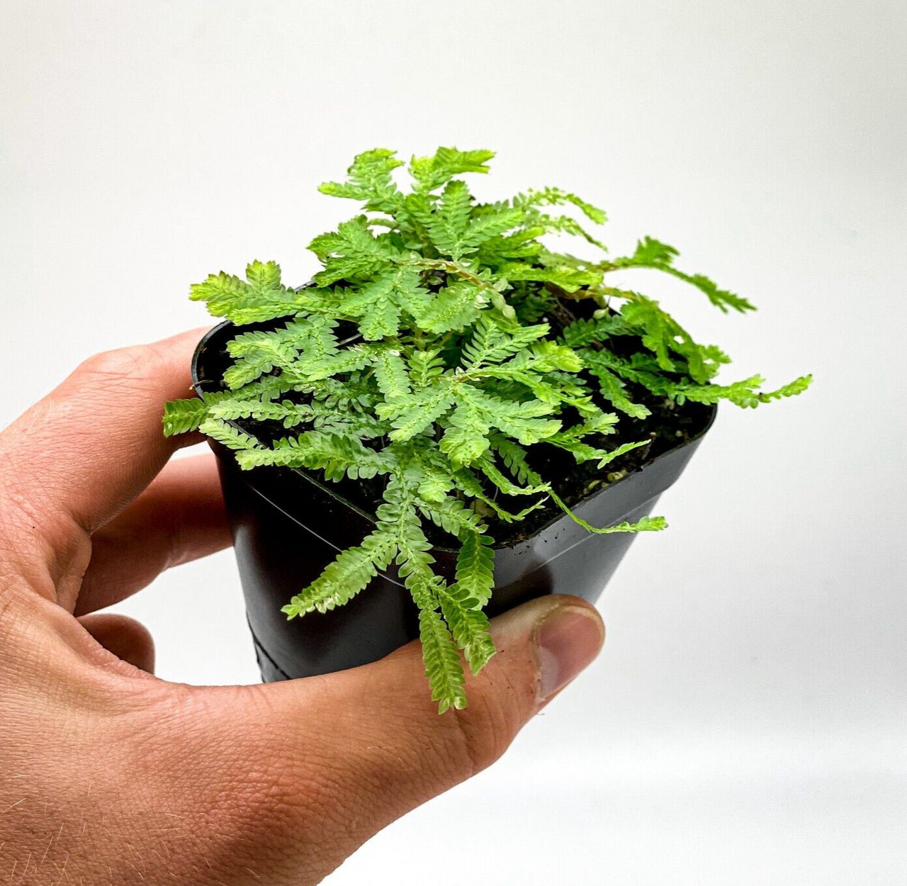 Selaginella plana (2.5" Pot) / Live Terrarium Plant