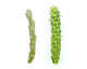 Cholla Cactus Combo (2 Pack) / Live Cactus Cuttings / Winter Hardy Cactus