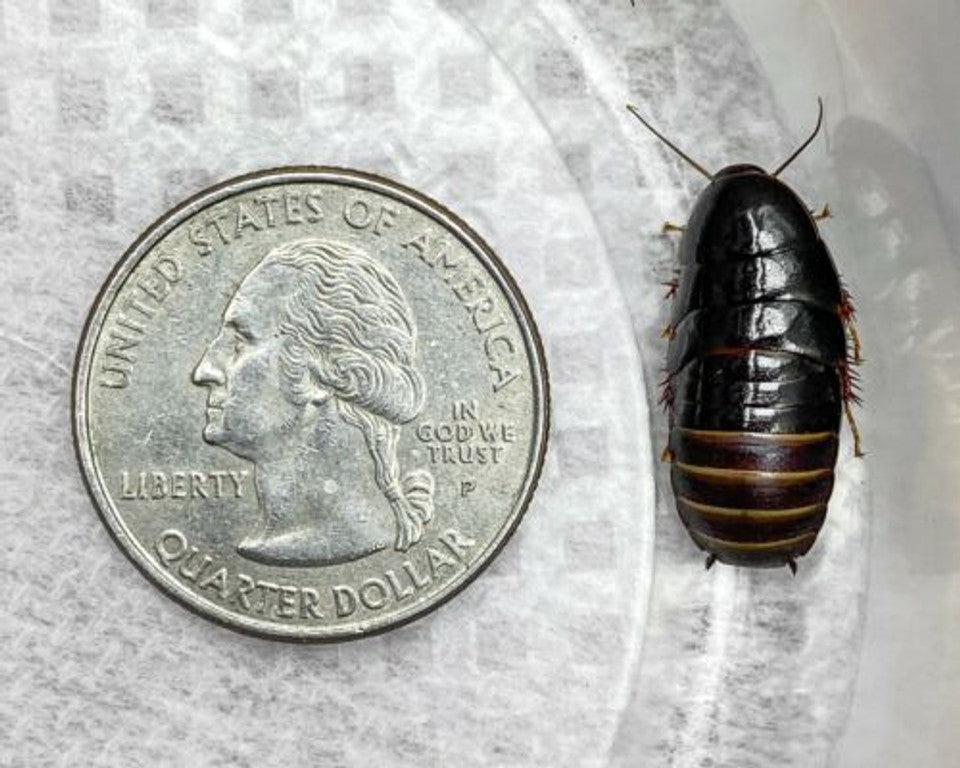 Shdou Cockroach Shadow Cockroach - Unique and Exotic Collectible Pet Roach – MiceDirect