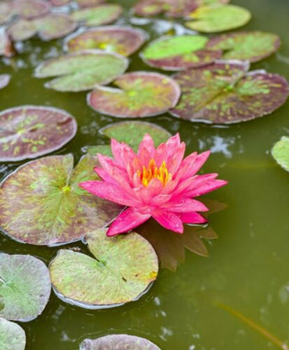 Nymphaea 'Wanvisa' Pink Water Lily (Winter-Hardy) - Sprouted Tuber/Rhizome