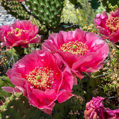 Opuntia hybrid "Watermelon" (x1 Cutting) / Winter Hardy / Prickly Pear Cactus