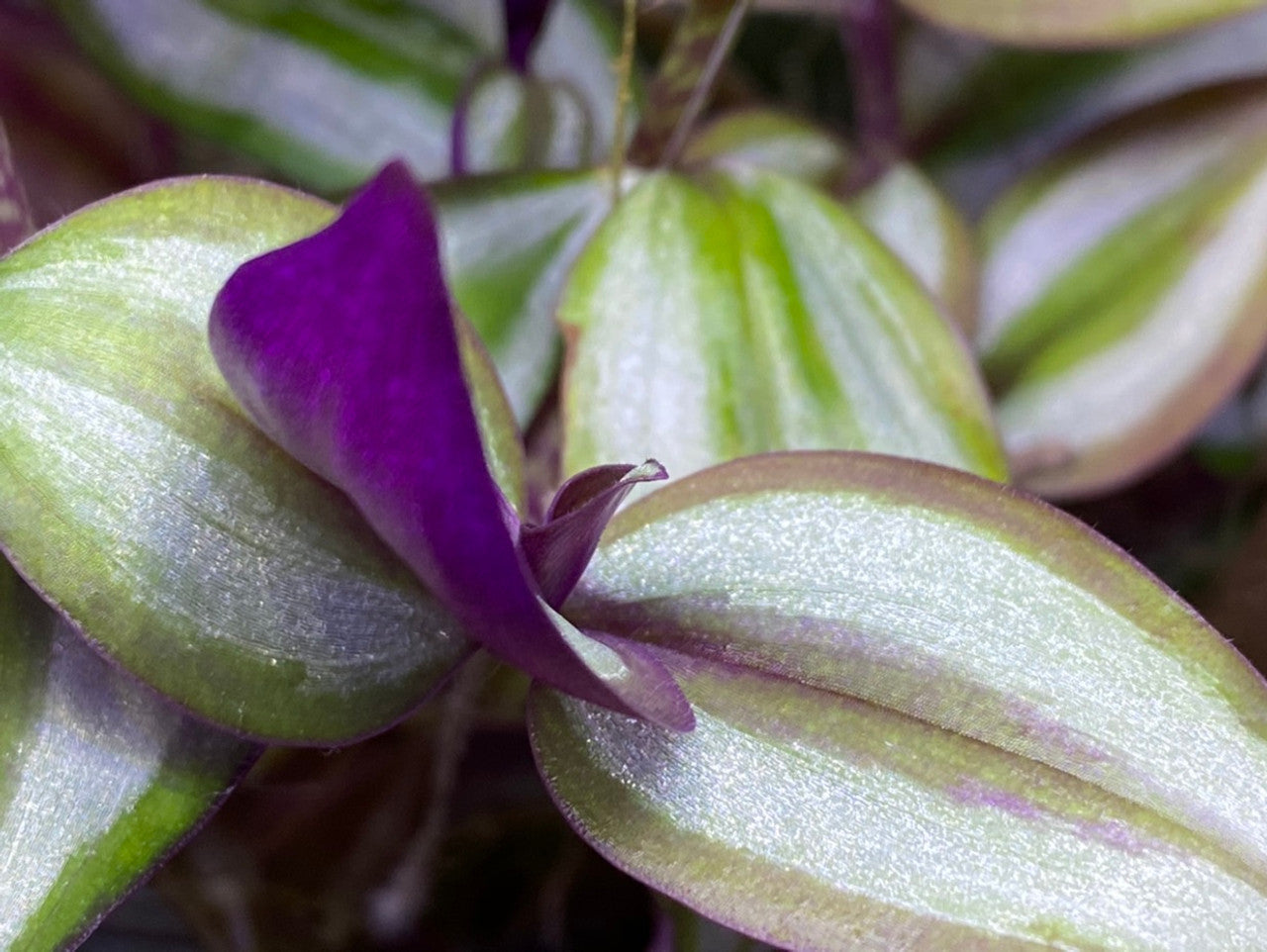 Wandering Jew Purple Prince