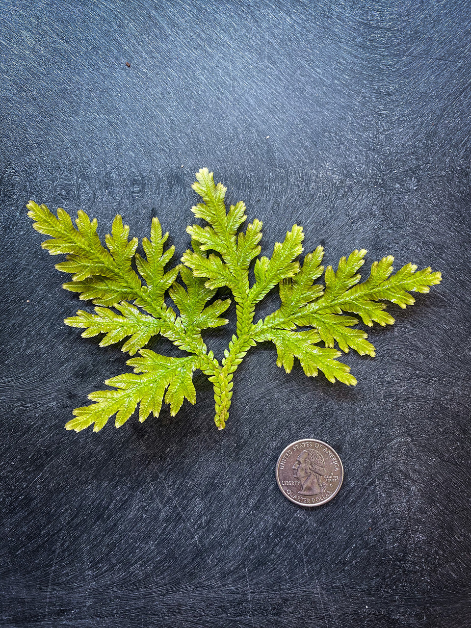 Selaginella Plana