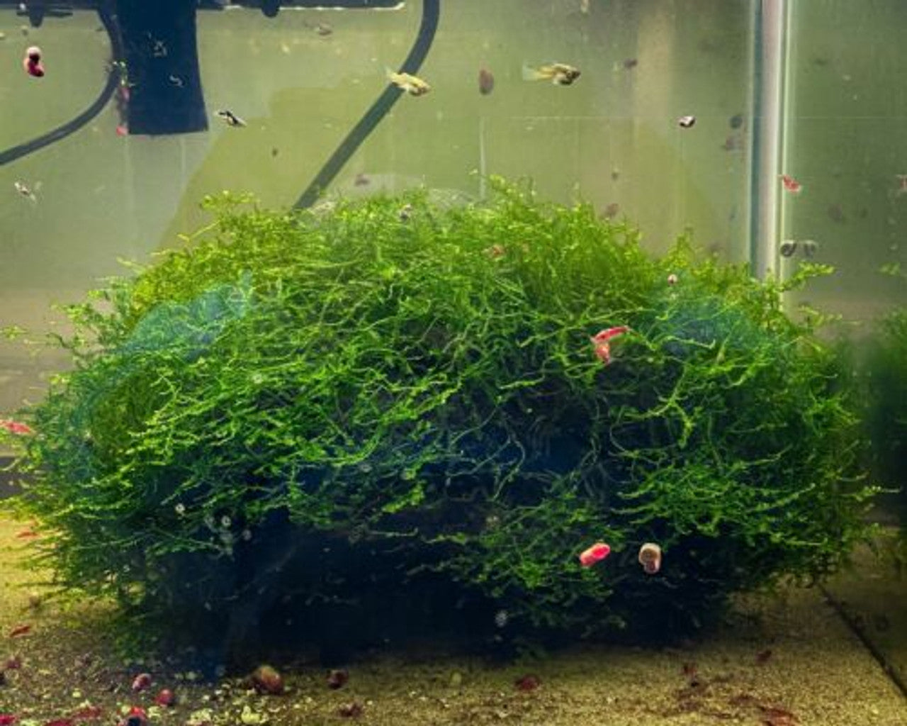 Java Moss (Taxiphyllum barbieri) Live Freshwater Plant / Aquarium Plant