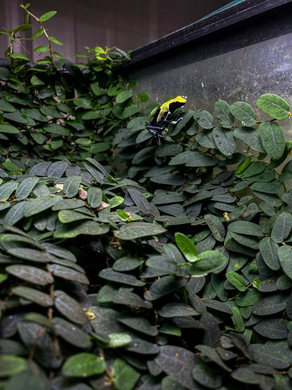 Ficus sp. Borneo - Dart Frog VIVARIUM / Terrarium Plant - Stem Cutting