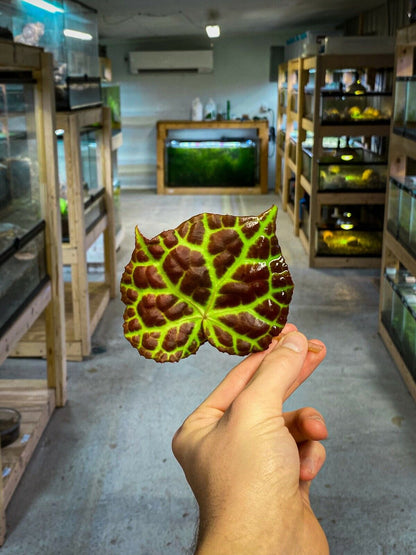 Begonia rajah (Leaf Cutting) - Vivarium Plant, Terrarium Plant, Dart Frog Safe