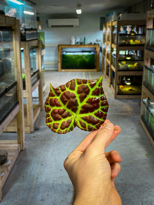 Begonia rajah (2-Pack)