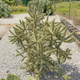 Cholla de caña viva / Cactus bastón (esquejes x3) Cylindropuntia spinosior