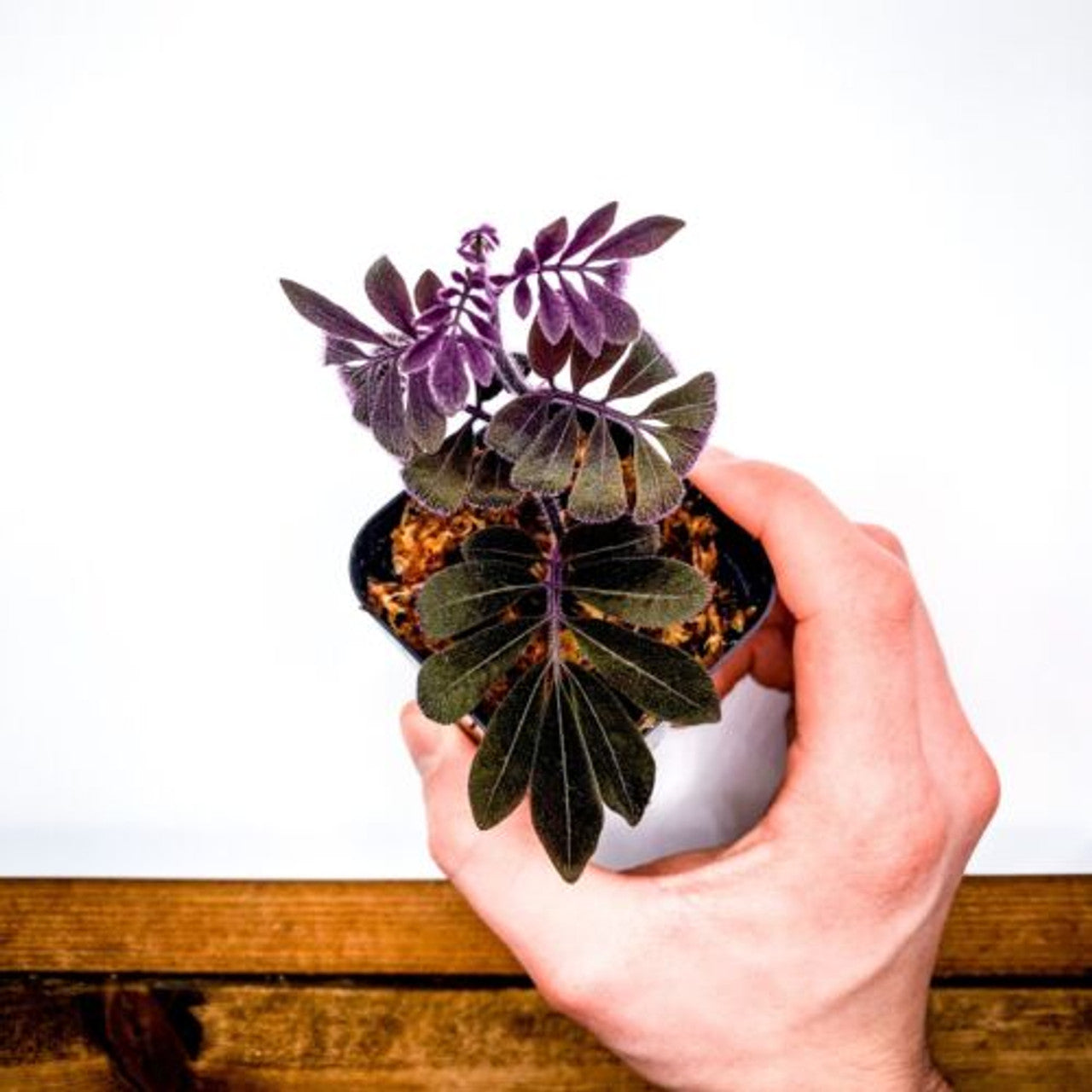 Solanum uleanum "Purple (2.5" Pot) Live Rare Terrarium Vivarium Plant Dart Frog