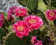 Opuntia hybrid "Watermelon" (x1 Cutting) / Winter Hardy / Prickly Pear Cactus