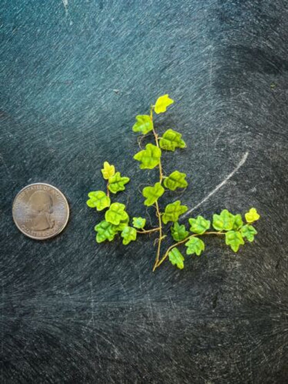 String of Frogs / Ficus pumila 'Quercifolia' (Stem Cutting) Live Terrarium Plant