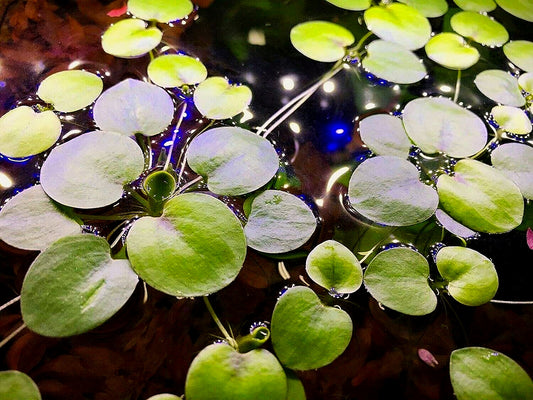 亚马逊浮萍 (Limnobium laevigatum) - 活体漂浮水族馆/水生植物