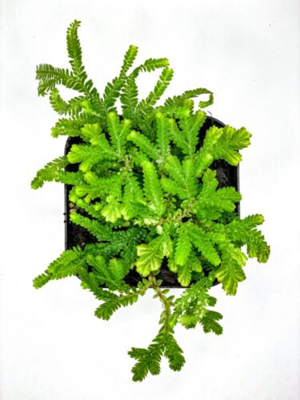 Selaginella plana (2.5" Pot) / Live Terrarium Plant