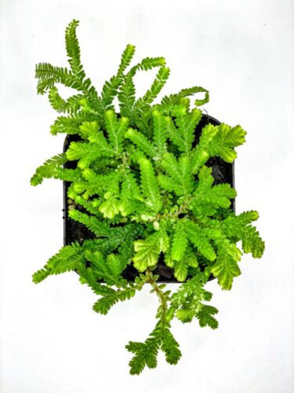 Selaginella plana (2.5" Pot) / Live Terrarium Plant