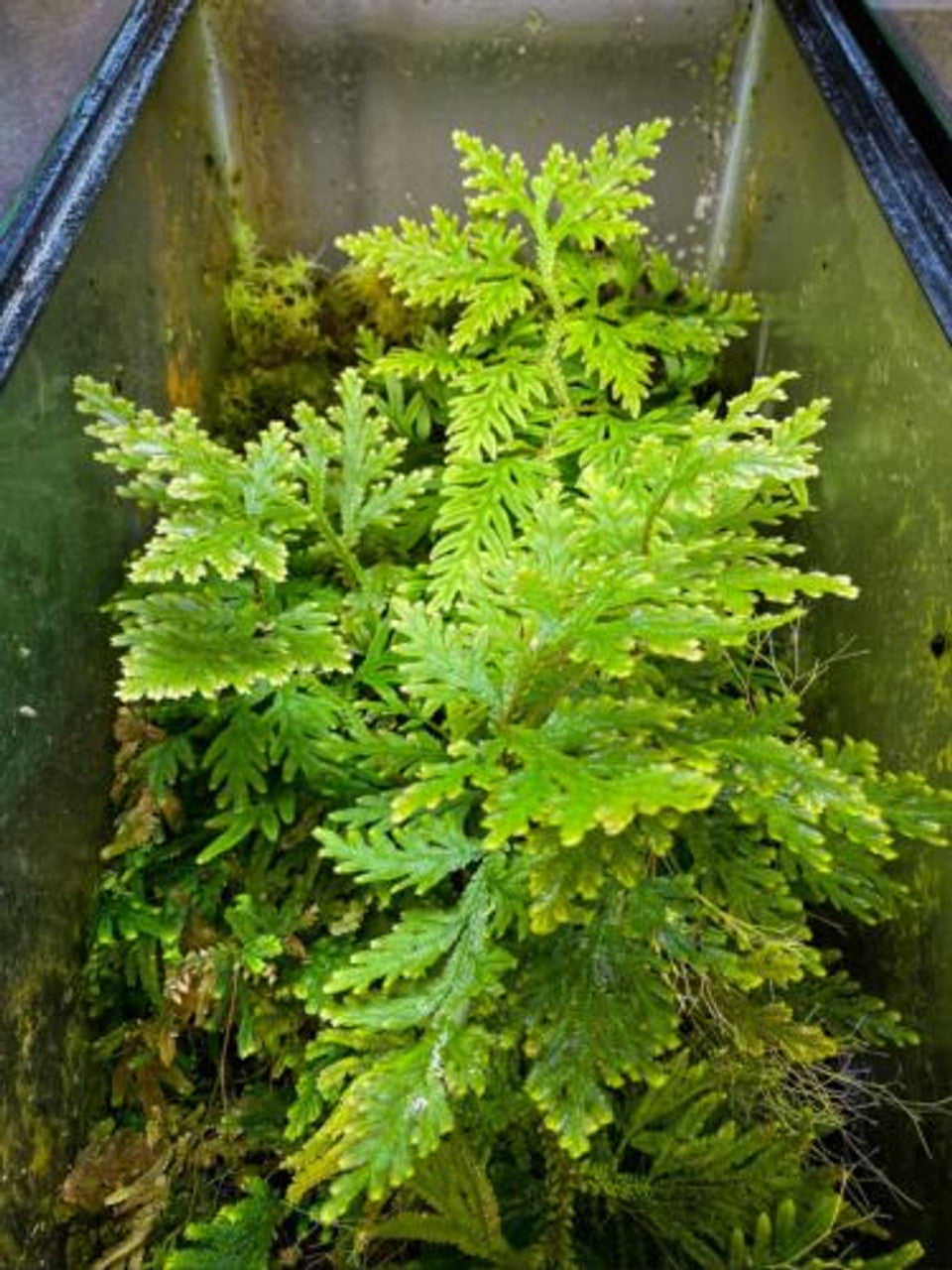 Selaginella plana - Dart Frog VIVARIUM / Terrarium Plant - Stem Cutting