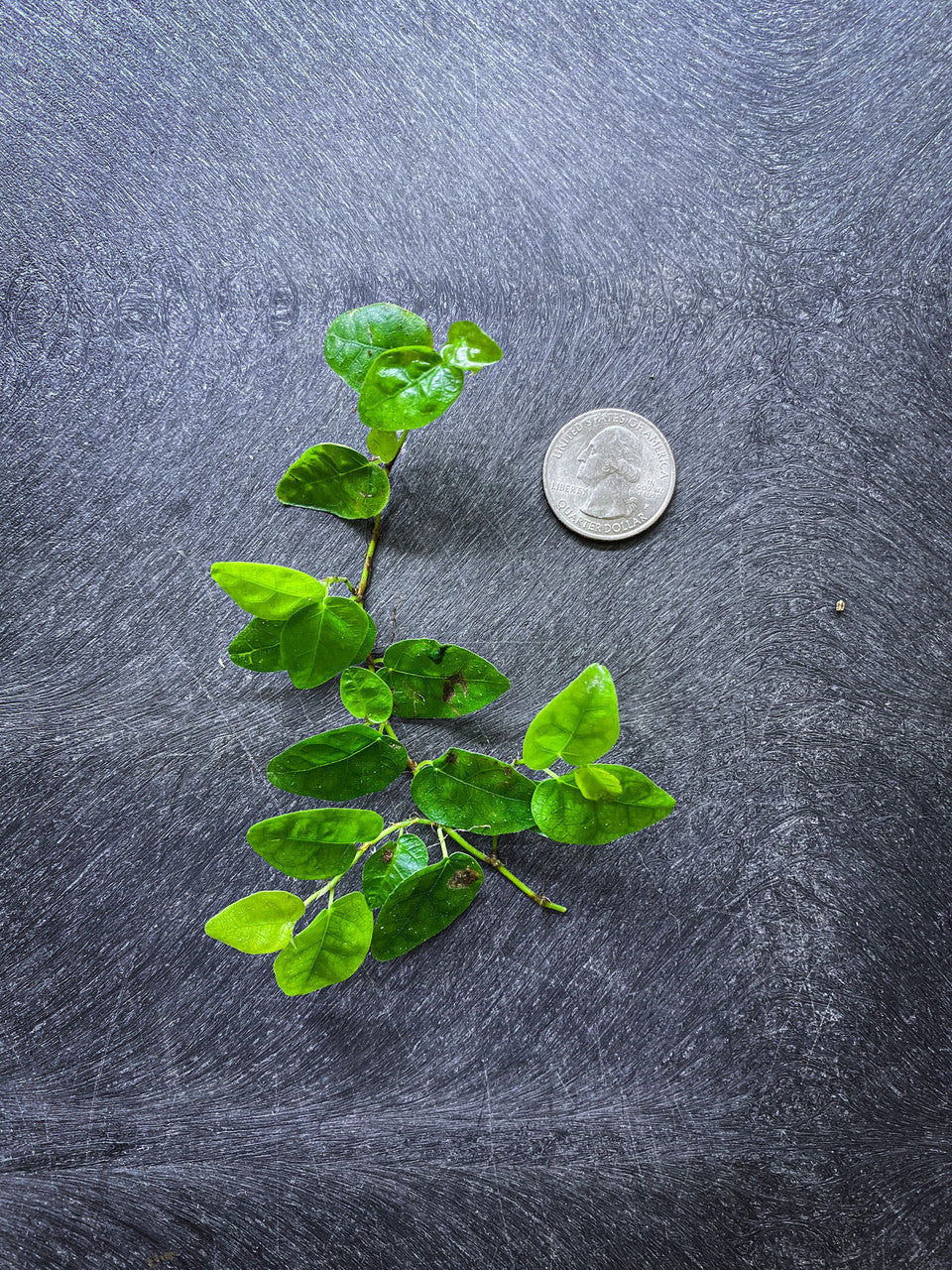 Ficus Pumila