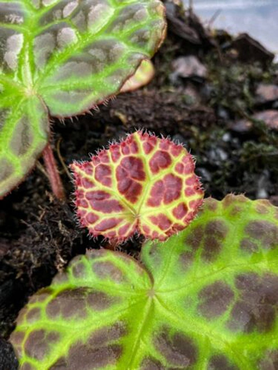 Begonia rajah (Leaf Cutting) - Vivarium Plant, Terrarium Plant, Dart Frog Safe