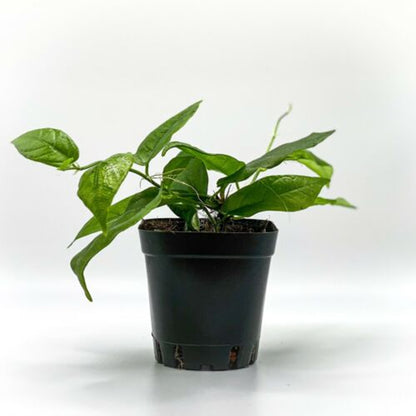 Ficus radicans (2.5" Pot) / Terrarium Vivarium Plant / Live Plant / Houseplant