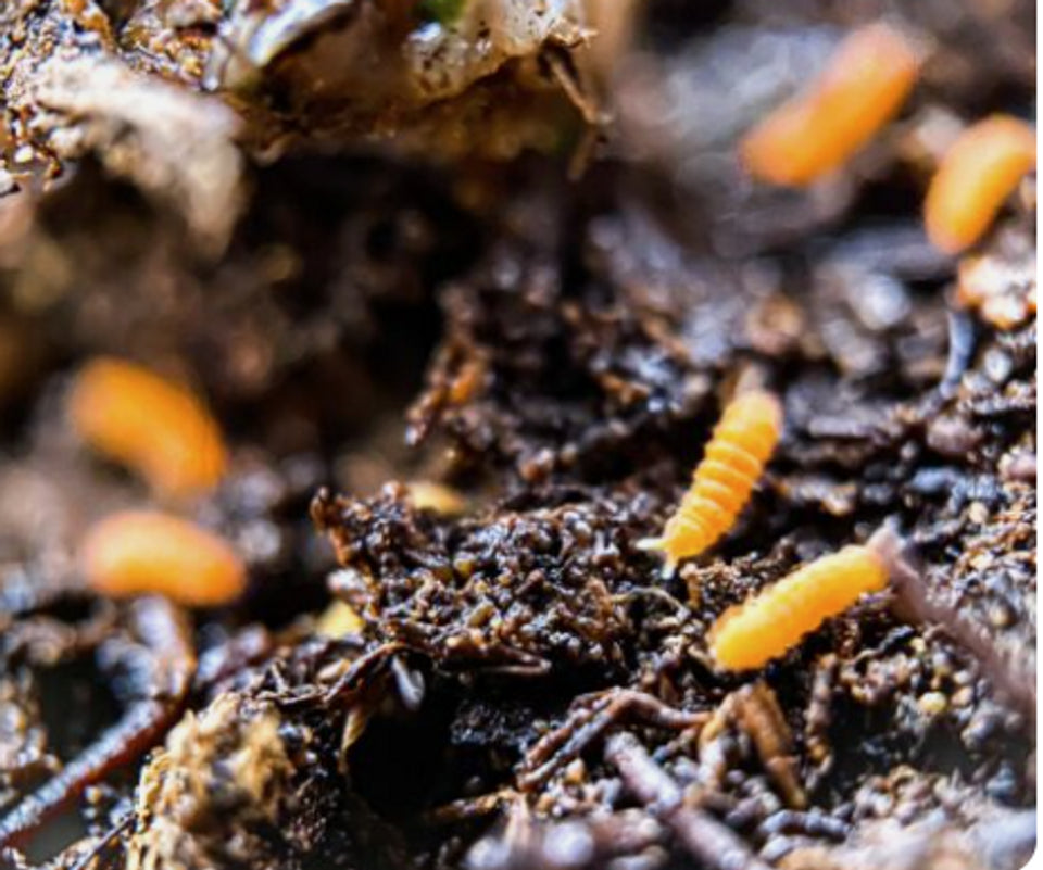 25+ Orange Springtails (Protanura sp.) - Rare Live BioActive Insect Cu ...