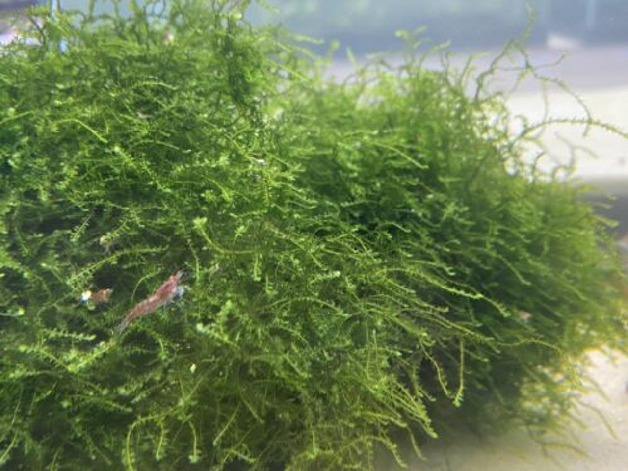 Java Moss (Taxiphyllum barbieri) Live Freshwater Plant / Aquarium Plant