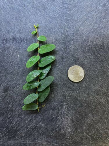 Borneo - Dart Frog VIVARIUM / Terrarium Plant - Stem Cutting