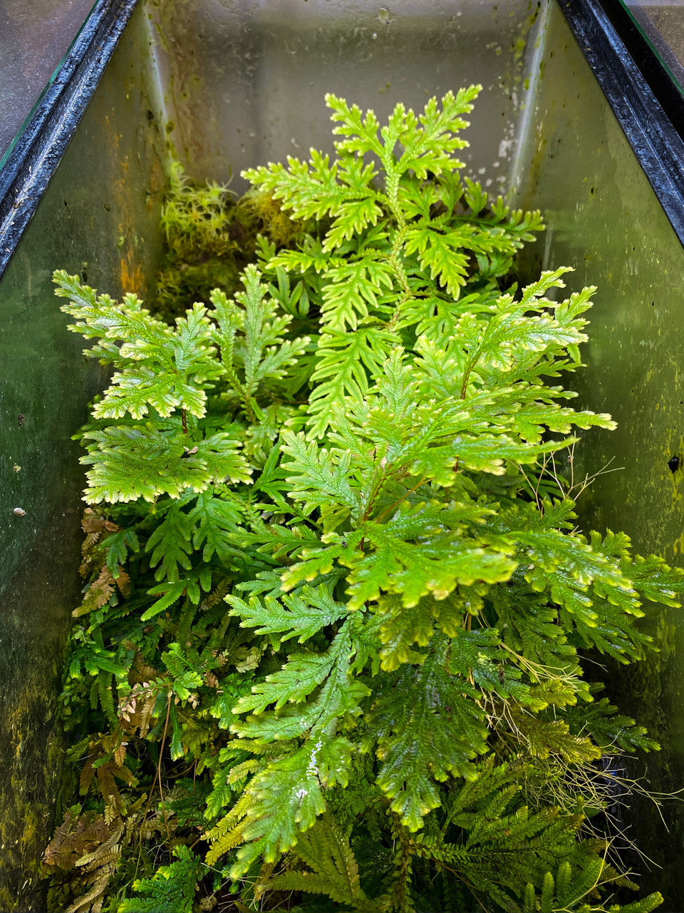 Selaginella Plana