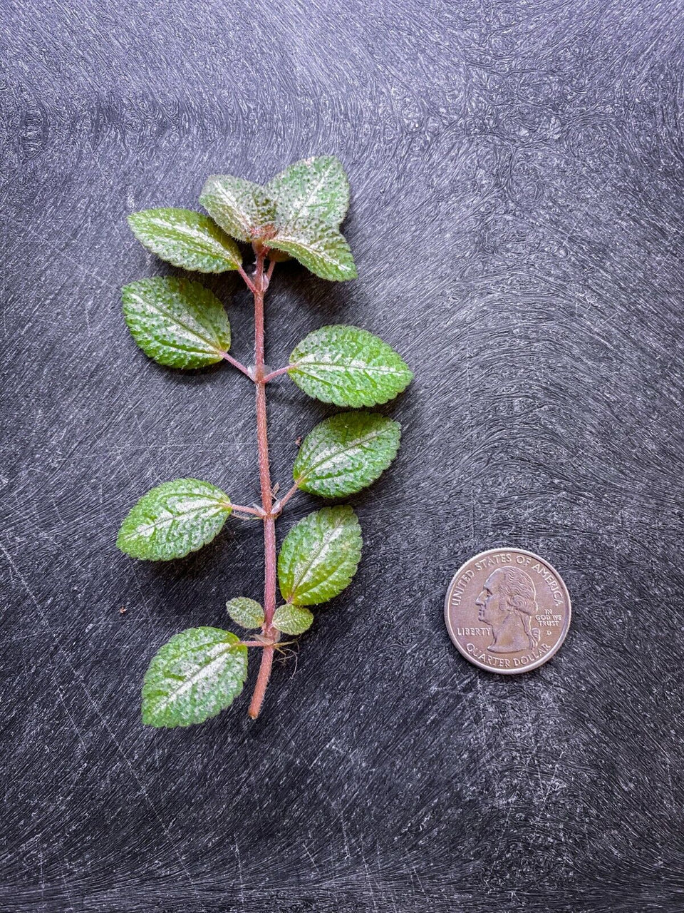 Pilea Moonlight - Dart Frog VIVARIUM / Terrarium Plant - Stem Cutting