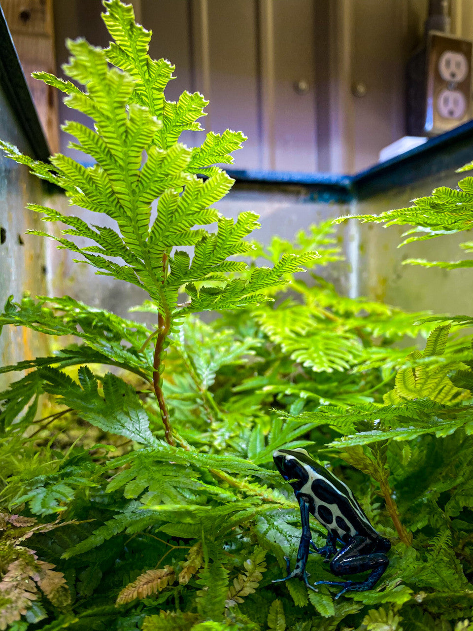 Selaginella Plana