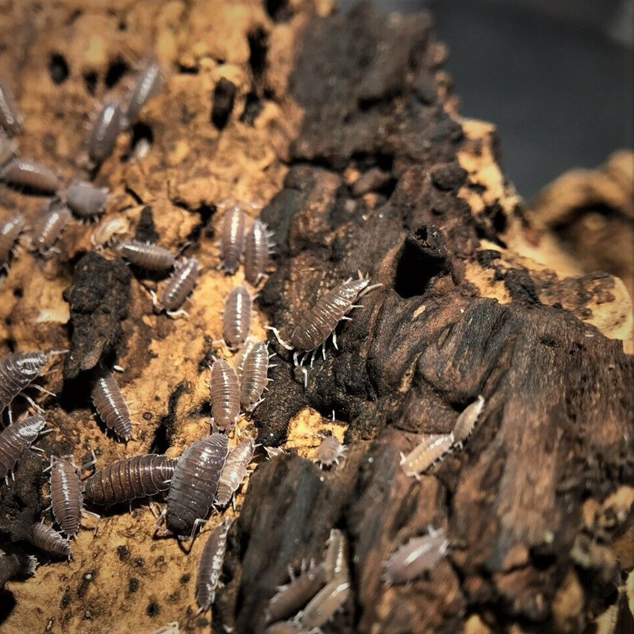 20+ Powdery Blue Isopods (P. pruinosis)