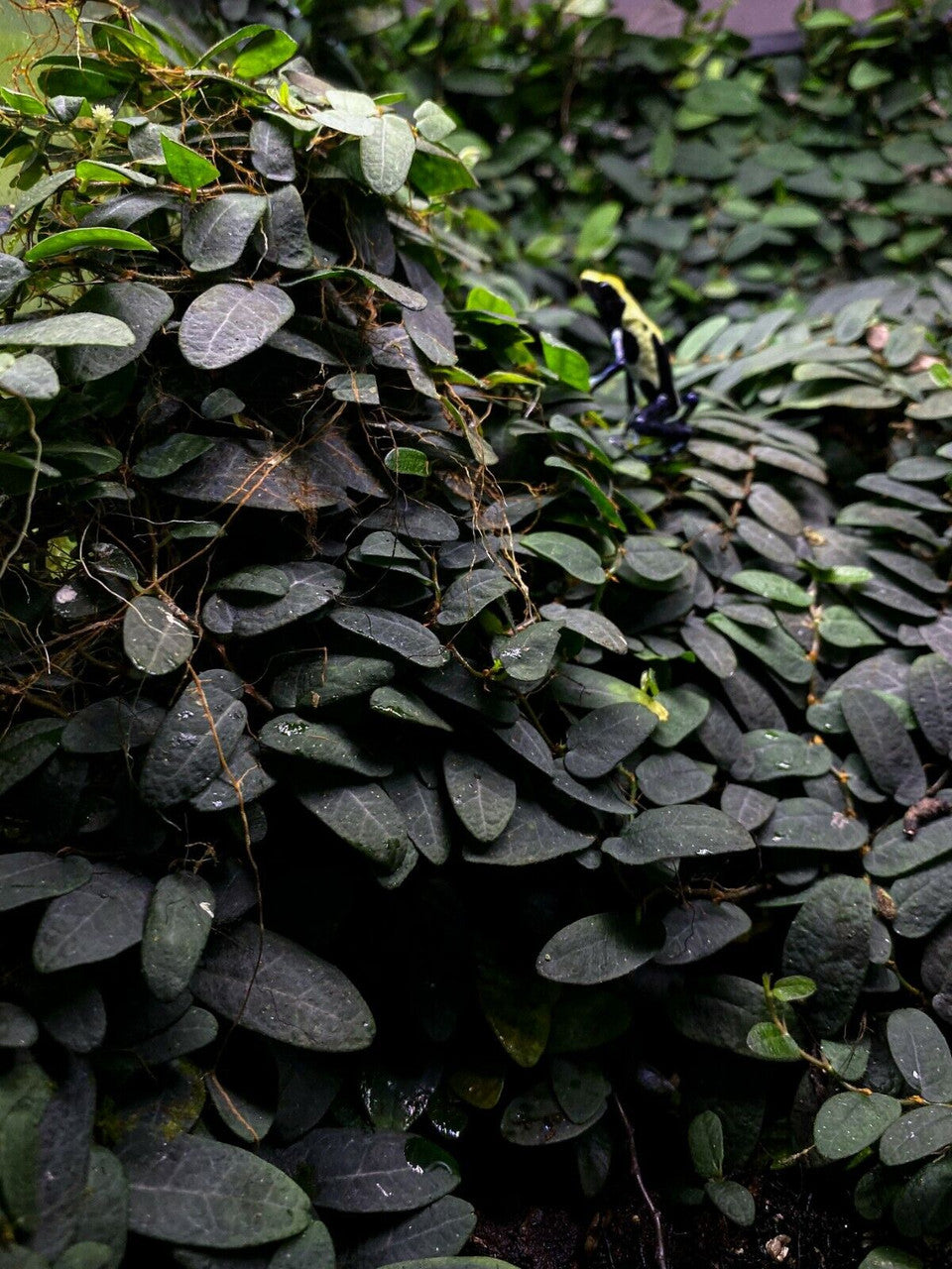 Ficus sp. Borneo - Dart Frog VIVARIUM / Terrarium Plant - Stem Cutting