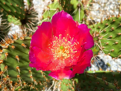 Opuntia phaeacantha 'Magenta' (RARE Hybrid!!) Prickly Pear Cactus | WINTER-HARDY