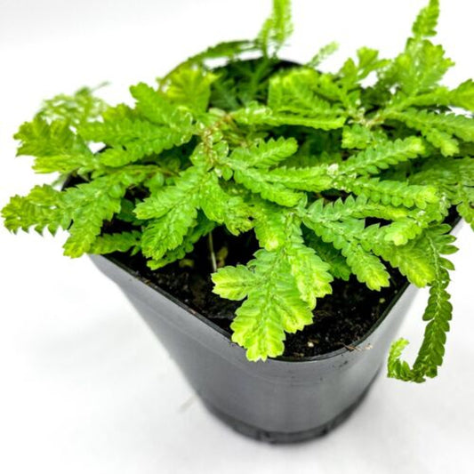 Selaginella plana (2.5" Pot) / Live Terrarium Plant