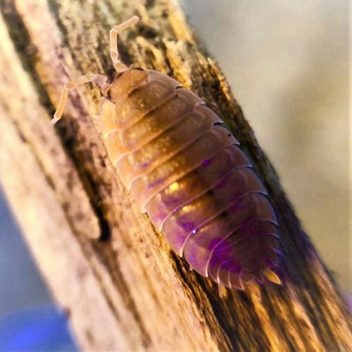 Porcellio Scaber Giant Orange Isopods | Premium Bioactive Clean-Up Crew | MiceDirect