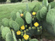 Spineless Prickly Pear Cactus "Cacanapa Ellisiana" (1 PAD) - WINTER HARDY CACTUS