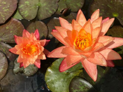 Nymphaea 'Wanvisa' Pink Water Lily (Winter-Hardy) - Sprouted Tuber/Rhizome