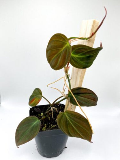 Philodendron Micans (2.5" Pot) / Velvet Leaf Bronze / Live Terrarium Plant