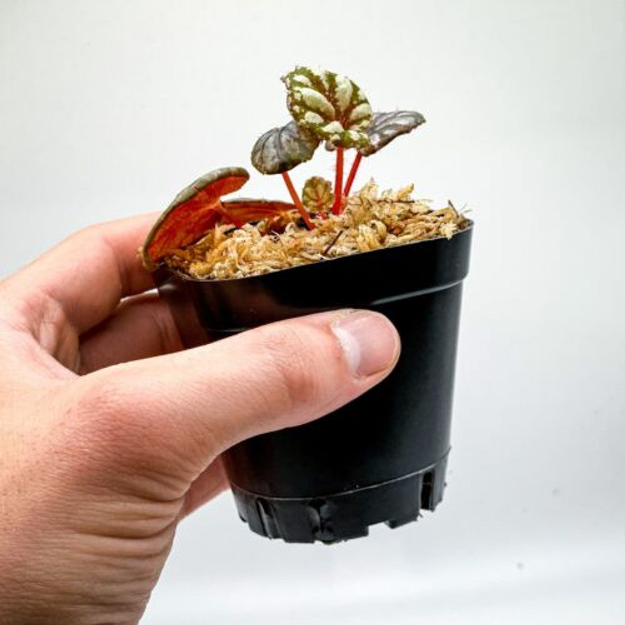 Begonia 'Peridot' (2.5" Pot) / Mini Begonia / Live Terrarium Plant / Houseplant