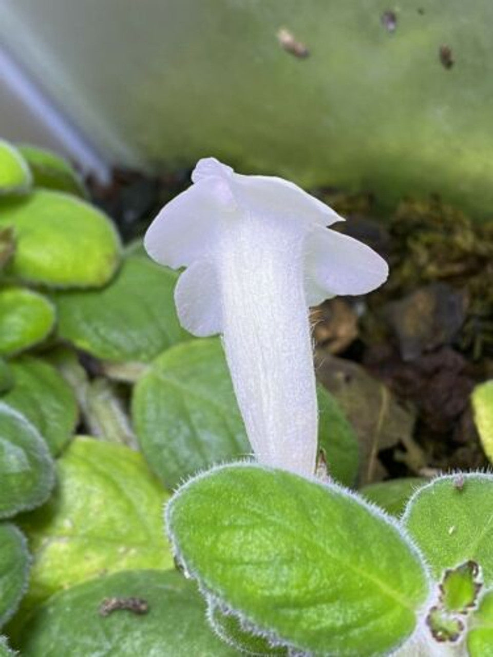 Nautilocalyx adenosiphon - Plant Terrarium Dart Frog VIVARIUM - Stem Cutting 22