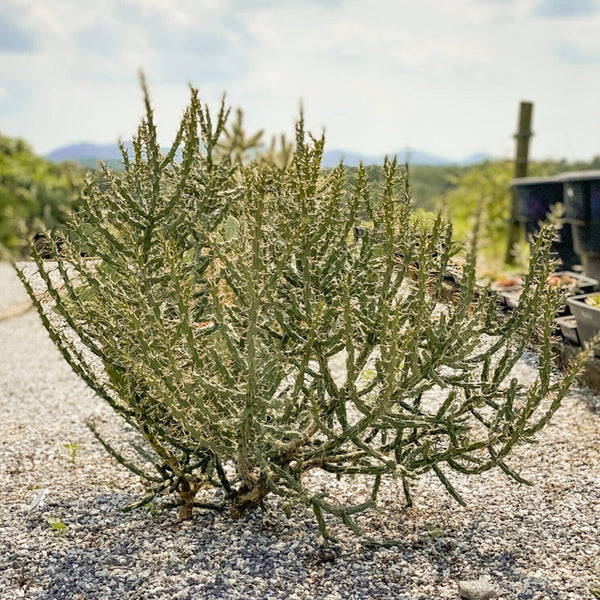 19105 pencil cactus dr Pencil Cholla / Desert Christmas Cactus (x3 Cuttings) Cylindropuntia l –  MiceDirect