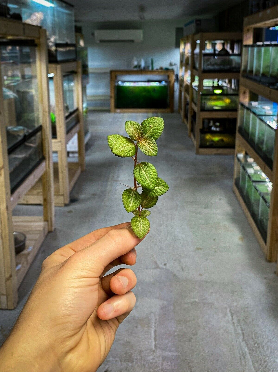 Pilea Moonlight - Dart Frog VIVARIUM / Terrarium Plant - Stem Cutting