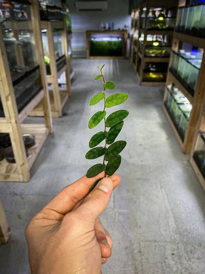 Ficus sp. Borneo - Dart Frog VIVARIUM / Terrarium Plant - Stem Cutting