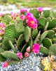 Opuntia ‘Mon Cherry’ Prickly Pear Cactus (CUTTING) / WINTER HARDY