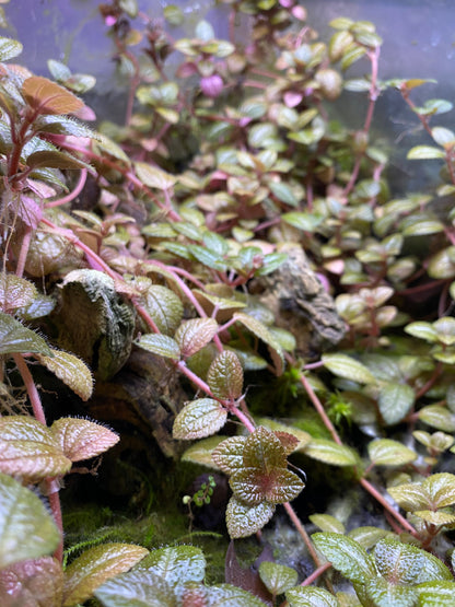 Pilea Moonlight