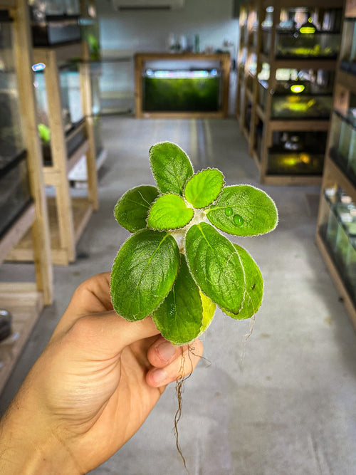 Chrysothemis adenosiphon