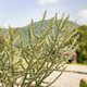 Pencil Cholla / Desert Christmas Cactus (x3 Cuttings) Cylindropuntia leptocaulis