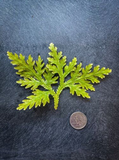 Selaginella plana - Dart Frog VIVARIUM / Terrarium Plant - Stem Cutting