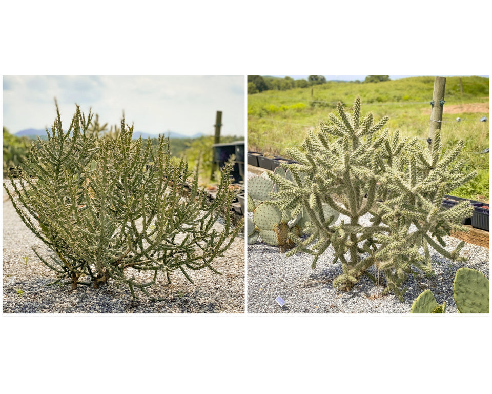 Cholla Cactus Combo (2 Pack) / Live Cactus Cuttings / Winter Hardy Cactus